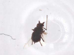  ( - CBG-B24120-H03)  @11 [ ] CreativeCommons - Attribution Share - Alike (2025) Centre for Biodiversity Genomics Centre for Biodiversity Genomics