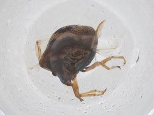  ( - CBG-B24122-D11)  @11 [ ] CreativeCommons - Attribution Share - Alike (2025) Centre for Biodiversity Genomics Centre for Biodiversity Genomics