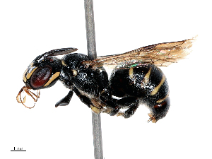  ( - CBG-B16147-B10)  @11 [ ] CreativeCommons - Attribution Share - Alike (2025) CBG Photography Group Centre for Biodiversity Genomics