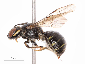  ( - CBG-B16530-G01)  @11 [ ] CreativeCommons - Attribution Share - Alike (2025) CBG Photography Group Centre for Biodiversity Genomics