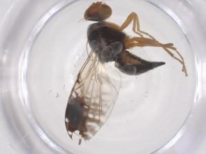  ( - CBG-B17538-F08)  @11 [ ] CreativeCommons - Attribution Share - Alike (2025) Centre for Biodiversity Genomics Centre for Biodiversity Genomics