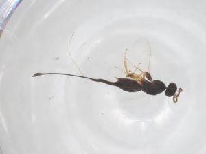  ( - CBG-B17692-G05)  @11 [ ] CreativeCommons - Attribution Share - Alike (2025) Centre for Biodiversity Genomics Centre for Biodiversity Genomics