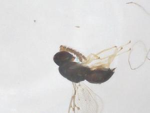  ( - CBG-B18045-A03)  @11 [ ] CreativeCommons - Attribution Share - Alike (2025) Centre for Biodiversity Genomics Centre for Biodiversity Genomics