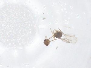  ( - CBG-B18314-C03)  @11 [ ] CreativeCommons - Attribution Share - Alike (2025) Centre for Biodiversity Genomics Centre for Biodiversity Genomics