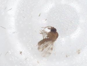  ( - CBG-B18314-E09)  @11 [ ] CreativeCommons - Attribution Share - Alike (2025) Centre for Biodiversity Genomics Centre for Biodiversity Genomics