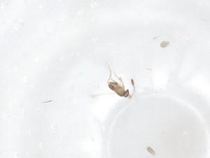  ( - CBG-B18314-H07)  @11 [ ] CreativeCommons - Attribution Share - Alike (2025) Centre for Biodiversity Genomics Centre for Biodiversity Genomics