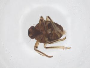  (Fortunia - CBG-B19407-D05)  @11 [ ] CreativeCommons - Attribution Share - Alike (2025) Centre for Biodiversity Genomics Centre for Biodiversity Genomics