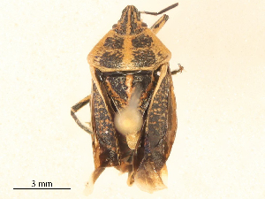  ( - CBG-B24051-F05)  @11 [ ] CreativeCommons - Attribution Share - Alike (2025) CBG Photography Group Centre for Biodiversity Genomics