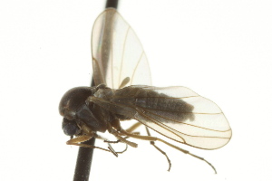  (Androprosopa anolo - CNC DIPTERA 163404)  @14 [ ] CreativeCommons - Attribution (2012) CNC/CBG Photography Group Centre for Biodiversity Genomics