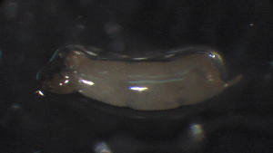  ( - 5-2G7)  @12 [ ] Copyright (2012) Jeffrey Ram Wayne State University School of Medicine
