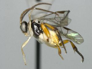  ( - CNCH1485)  @11 [ ] CreativeCommons - Attribution Non-Commercial Share-Alike (2016) Unspecified Canadian National Collection of Insects