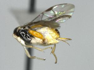  ( - CNCH1492)  @11 [ ] CreativeCommons - Attribution Non-Commercial Share-Alike (2016) Unspecified Canadian National Collection of Insects