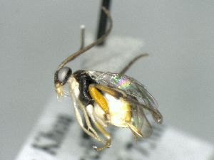  ( - CNCH1507)  @13 [ ] CreativeCommons  Attribution Non-Commercial Share-Alike (2016) Unspecified Canadian National Collection of Insects
