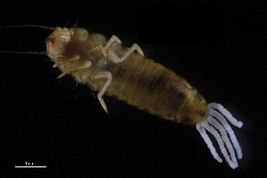  ( - Dem_8_22_Laz_22)  @11 [ ] CreativeCommons  Attribution Non-Commercial Share-Alike (2023) Unspecified University of Lodz