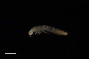  ( - Dem_8_22_Laz_23)  @11 [ ] CreativeCommons  Attribution Non-Commercial Share-Alike (2023) Unspecified University of Lodz