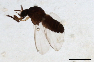  ( - SIM-CANADA-597)  @11 [ ] CreativeCommons - Attribution (2009) CBG Photography Group Centre for Biodiversity Genomics