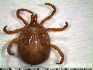  (Amblyomma dissimile - CAS-T037)  @14 [ ] CreativeCommons - Attribution Non-Commercial (2012) Celestino Aguilar Smithsonian Tropical Research Institute