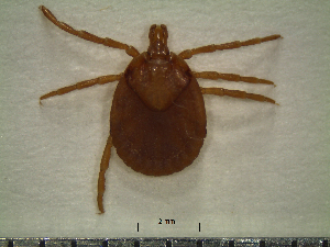  (Amblyomma dissimile - CAS-T039)  @14 [ ] CreativeCommons - Attribution Non-Commercial (2012) Celestino Aguilar Smithsonian Tropical Research Institute