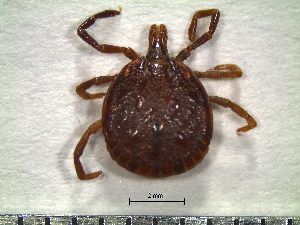  (Amblyomma sabanerae - CAS-T046)  @13 [ ] CreativeCommons - Attribution Non-Commercial (2012) Celestino Aguilar Smithsonian Tropical Research Institute