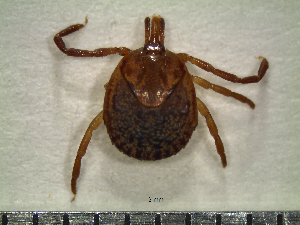  (Amblyomma cajennense - CAS-T070)  @14 [ ] CreativeCommons - Attribution Non-Commercial (2012) Celestino Aguilar Smithsonian Tropical Research Institute