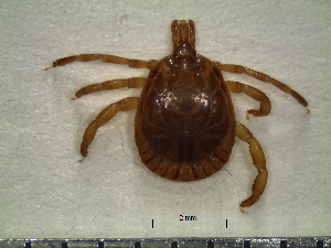  (Amblyomma cajennense - CAS-T071)  @14 [ ] CreativeCommons - Attribution Non-Commercial (2012) Celestino Aguilar Smithsonian Tropical Research Institute