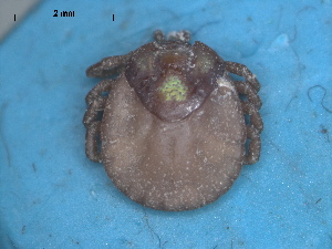  (Amblyomma exornatum - TIC13)  @11 [ ] CreativeCommons - Attribution Share-Alike (2023) SANBI South African National Biodiversity Institute, National Zoological Gardens (NZG)