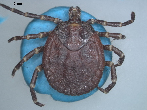  (Amblyomma marmoreum - TIC 23d)  @11 [ ] CreativeCommons - Attribution Share-Alike (2023) SANBI South African National Biodiversity Institute, National Zoological Gardens (NZG)