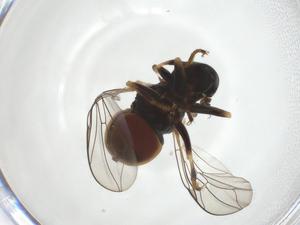 (Claraeola sp. n. 2 BM_YMN - CBG-A17055-A05)  @11 [ ] CreativeCommons - Attribution Share - Alike (2023) Centre for Biodiversity Genomics Centre for Biodiversity Genomics