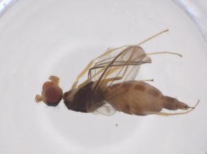  ( - CBG-A59449-B08)  @11 [ ] CreativeCommons - Attribution Share - Alike (2024) Centre for Biodiversity Genomics Centre for Biodiversity Genomics