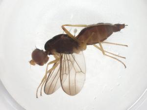  (Strongylophthalmyia flagellicornis - CBG-A59454-A01)  @11 [ ] CreativeCommons - Attribution Share - Alike (2025) Centre for Biodiversity Genomics Centre for Biodiversity Genomics