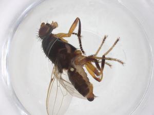  ( - CBG-A59476-A11)  @11 [ ] CreativeCommons - Attribution Share - Alike (2025) Centre for Biodiversity Genomics Centre for Biodiversity Genomics