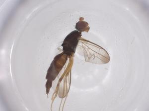  ( - CBG-A61013-F03)  @11 [ ] CreativeCommons - Attribution Share - Alike (2025) Centre for Biodiversity Genomics Centre for Biodiversity Genomics