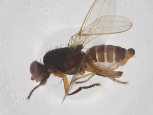  ( - CBG-A62014-G09)  @11 [ ] CreativeCommons - Attribution Share - Alike (2025) Centre for Biodiversity Genomics Centre for Biodiversity Genomics