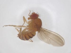  (Drosophila nepalensis - CBG-B00753-F09)  @11 [ ] CreativeCommons - Attribution Share - Alike (2025) Centre for Biodiversity Genomics Centre for Biodiversity Genomics