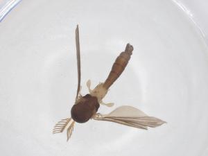  (Chalastonepsia hokkaidensis - CBG-B00753-G07)  @11 [ ] CreativeCommons - Attribution Share - Alike (2025) Centre for Biodiversity Genomics Centre for Biodiversity Genomics