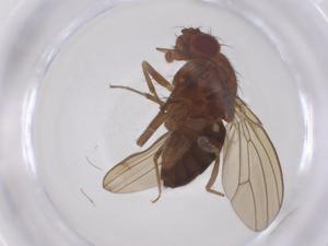  (Drosophila yunnanensis - CBG-B00755-B04)  @11 [ ] CreativeCommons - Attribution Share - Alike (2025) Centre for Biodiversity Genomics Centre for Biodiversity Genomics