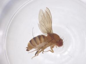  ( - CBG-B00860-H10)  @11 [ ] CreativeCommons - Attribution Share - Alike (2025) Centre for Biodiversity Genomics Centre for Biodiversity Genomics