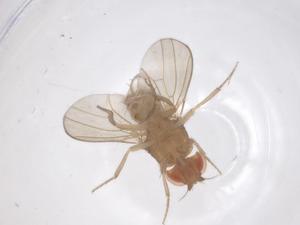  (Drosophila parvula - CBG-B01344-H09)  @11 [ ] CreativeCommons - Attribution Share - Alike (2025) Centre for Biodiversity Genomics Centre for Biodiversity Genomics