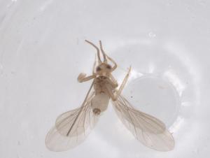  (Coniopteryx gibberosa - CBG-B01347-E06)  @11 [ ] CreativeCommons - Attribution Share - Alike (2025) Centre for Biodiversity Genomics Centre for Biodiversity Genomics