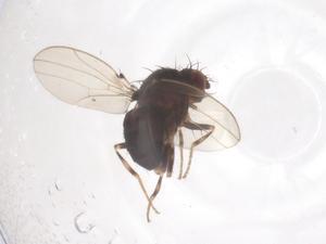  ( - CBG-B01690-H09)  @11 [ ] CreativeCommons - Attribution Share - Alike (2025) Centre for Biodiversity Genomics Centre for Biodiversity Genomics