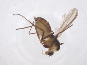  ( - CBG-B01691-G01)  @11 [ ] CreativeCommons - Attribution Share - Alike (2025) Centre for Biodiversity Genomics Centre for Biodiversity Genomics