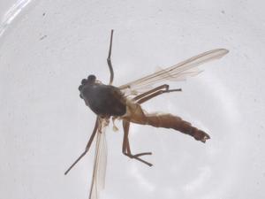  (Rheocricotopus serratus - CBG-B02019-E02)  @11 [ ] CreativeCommons - Attribution Share - Alike (2025) Centre for Biodiversity Genomics Centre for Biodiversity Genomics