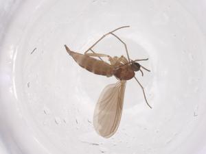  ( - CBG-B21402-G05)  @11 [ ] CreativeCommons - Attribution Share - Alike (2025) Centre for Biodiversity Genomics Centre for Biodiversity Genomics