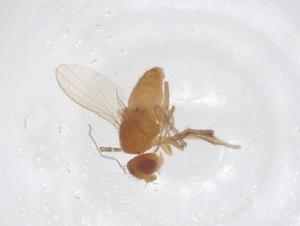  (Dasyrhicnoessa - CBG-A64704-F10)  @11 [ ] CreativeCommons - Attribution Share - Alike (2025) Centre for Biodiversity Genomics Centre for Biodiversity Genomics