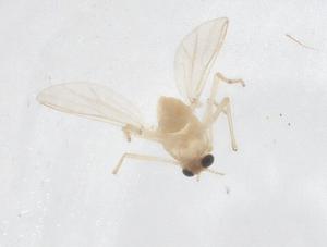  ( - CBG-B00031-C02)  @11 [ ] CreativeCommons - Attribution Share - Alike (2025) Centre for Biodiversity Genomics Centre for Biodiversity Genomics