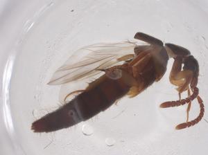  ( - CBG-B00870-F10)  @11 [ ] CreativeCommons - Attribution Share - Alike (2025) Centre for Biodiversity Genomics Centre for Biodiversity Genomics