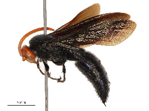  (Austroscolia - CBG-B00901-F11)  @11 [ ] CreativeCommons - Attribution Share - Alike (2025) CBG Photography Group Centre for Biodiversity Genomics