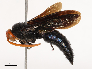  ( - CBG-B00901-G01)  @11 [ ] CreativeCommons - Attribution Share - Alike (2025) CBG Photography Group Centre for Biodiversity Genomics