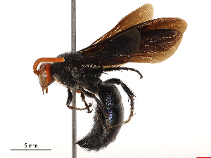  ( - CBG-B00901-G02)  @11 [ ] CreativeCommons - Attribution Share - Alike (2025) CBG Photography Group Centre for Biodiversity Genomics