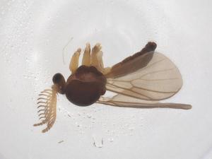  ( - CBG-B00924-F10)  @11 [ ] CreativeCommons - Attribution Share - Alike (2025) Centre for Biodiversity Genomics Centre for Biodiversity Genomics